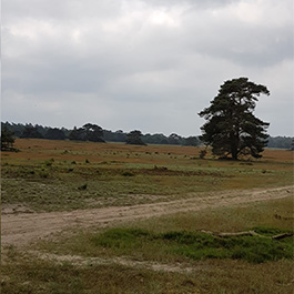 De Hoge Veluwe